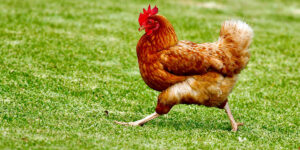 01-Most-Popular-Breeds-of-Chickens-2