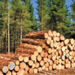 Transport ilegal i druve në Podujevë, ndalohet një person